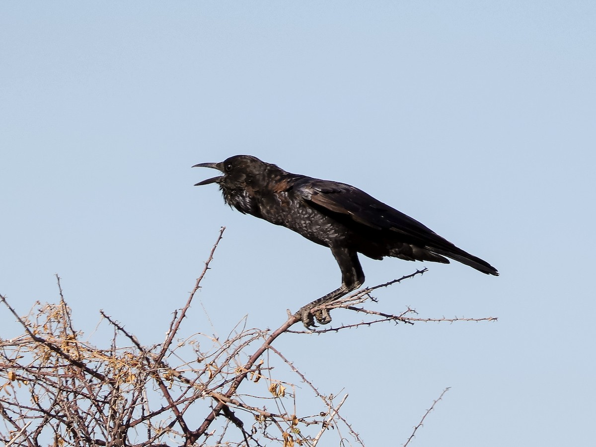 Cape Crow - ML637705372