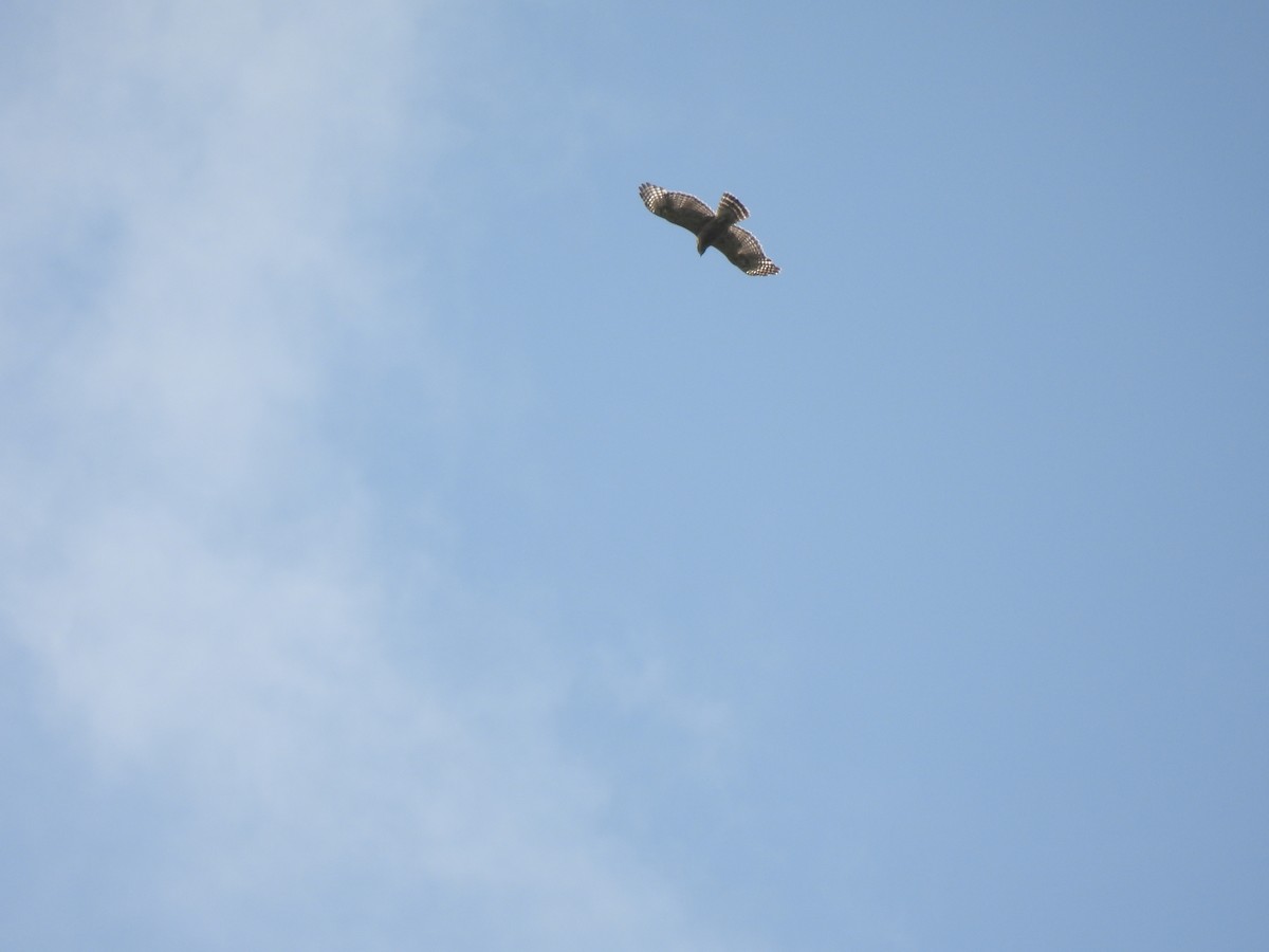 Red-shouldered Hawk - ML637705375