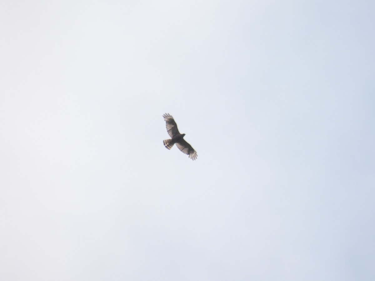 Red-shouldered Hawk - ML637705378
