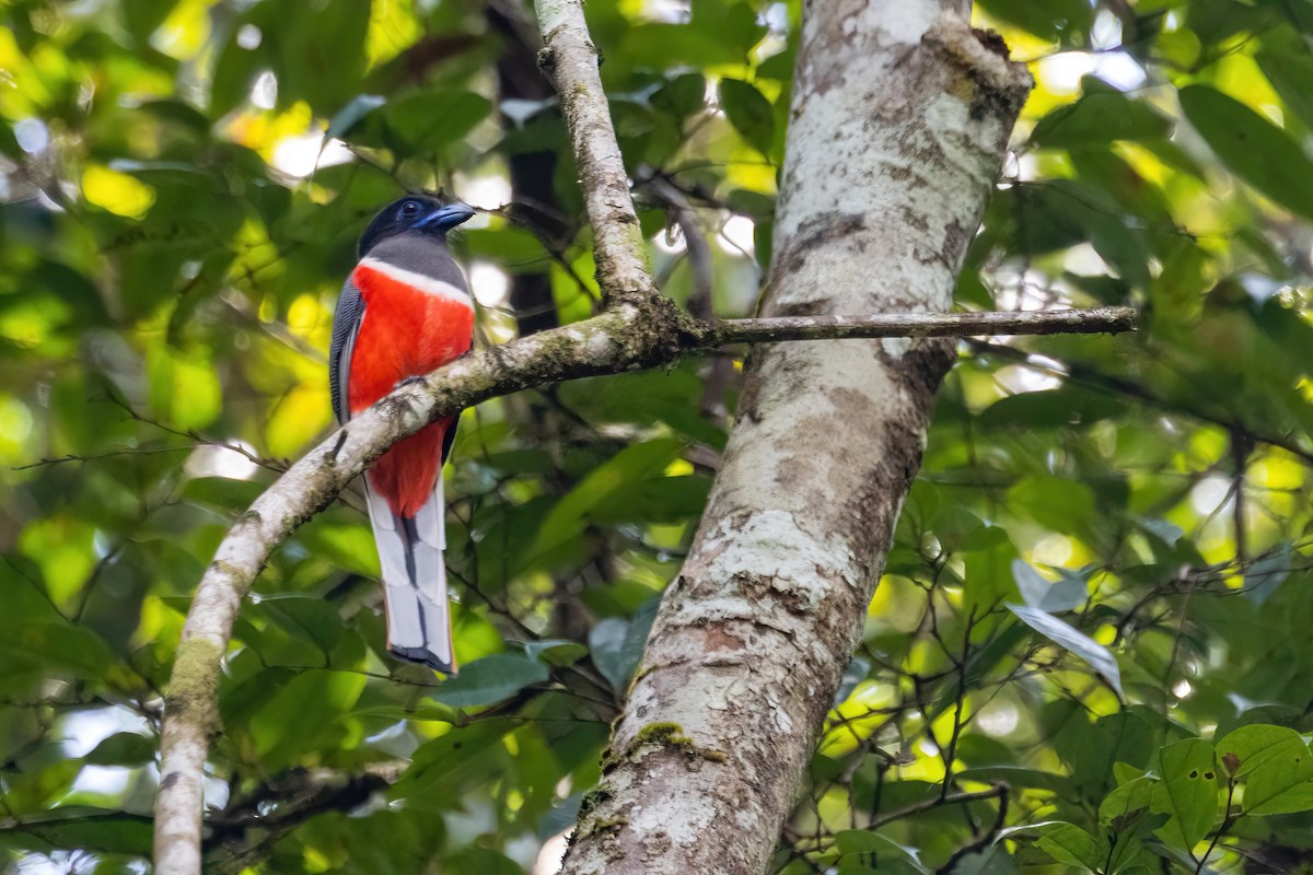 Malabar Trogon - ML637705410