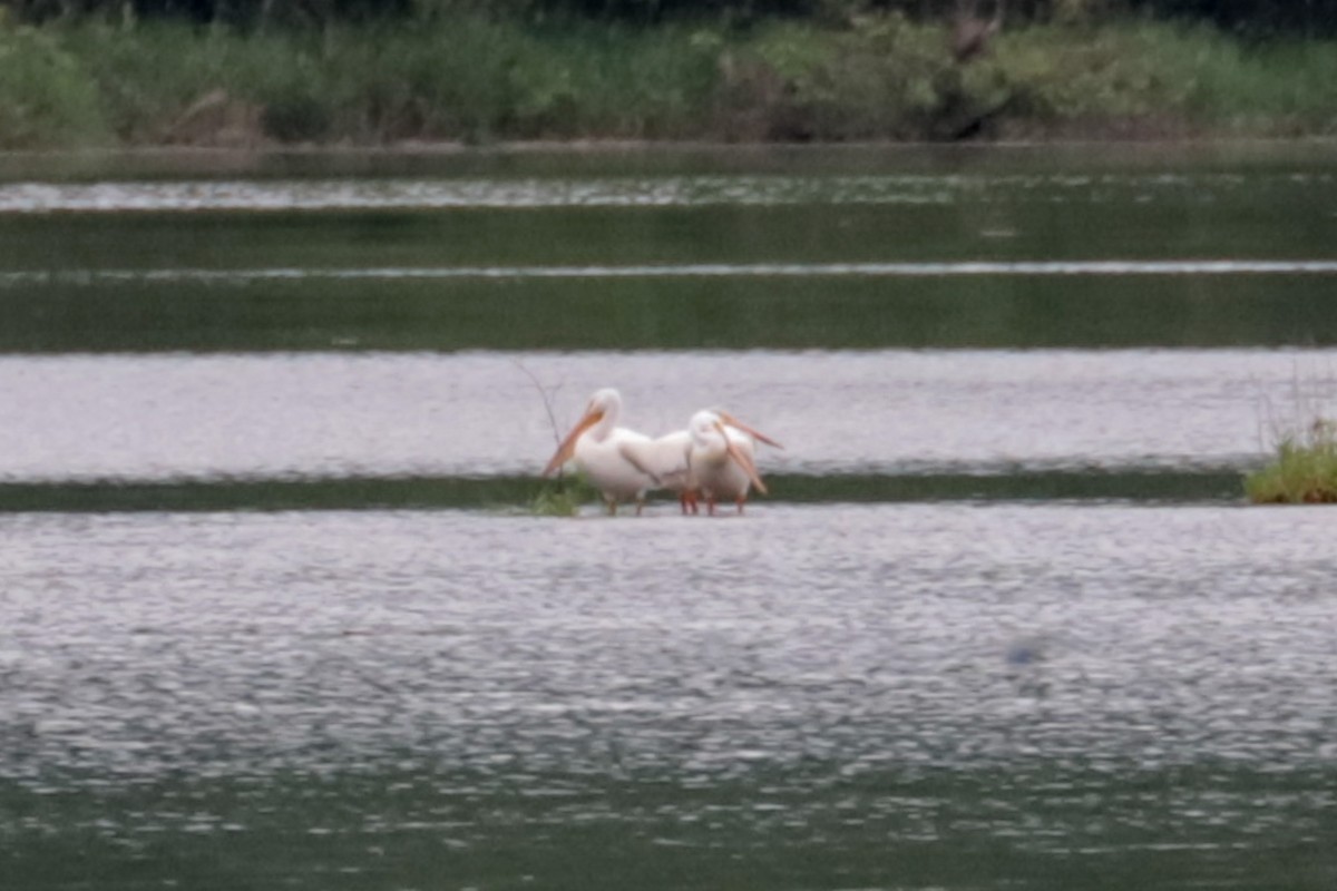 American White Pelican - ML637705435
