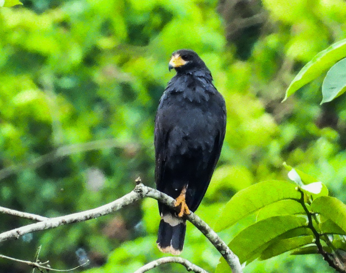 Common Black Hawk - ML637705457