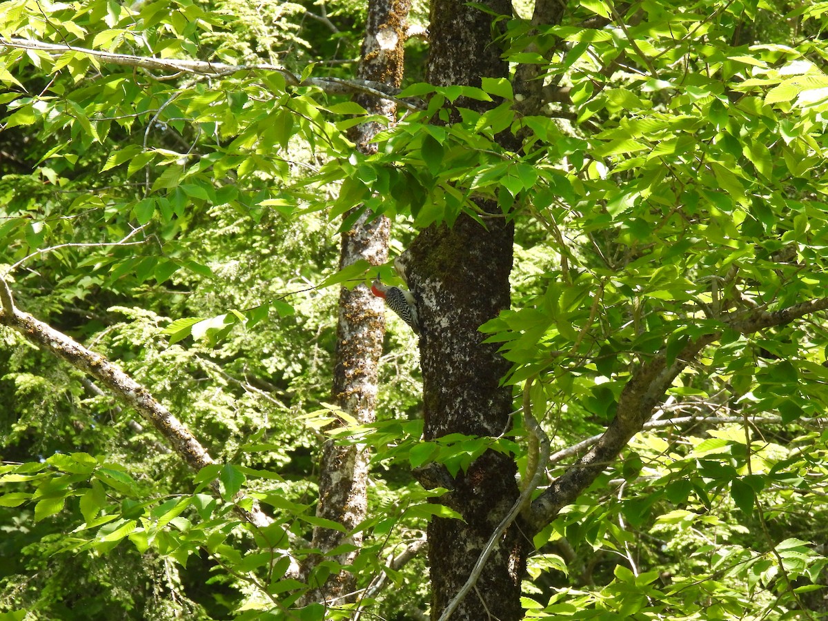 Red-bellied Woodpecker - ML637705475