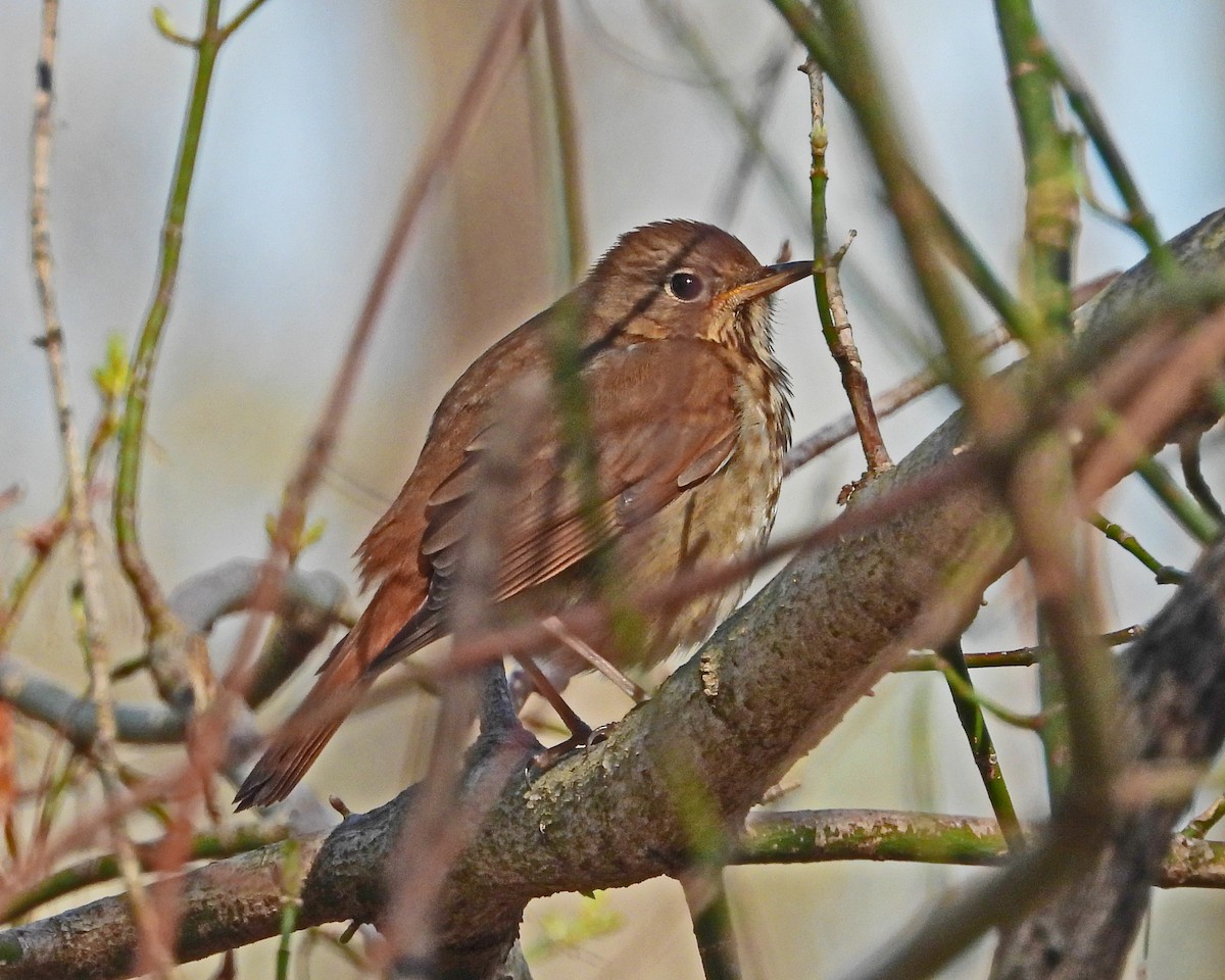 Hermit Thrush - ML637705485