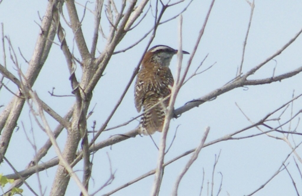 Veracruz Wren - ML637705520