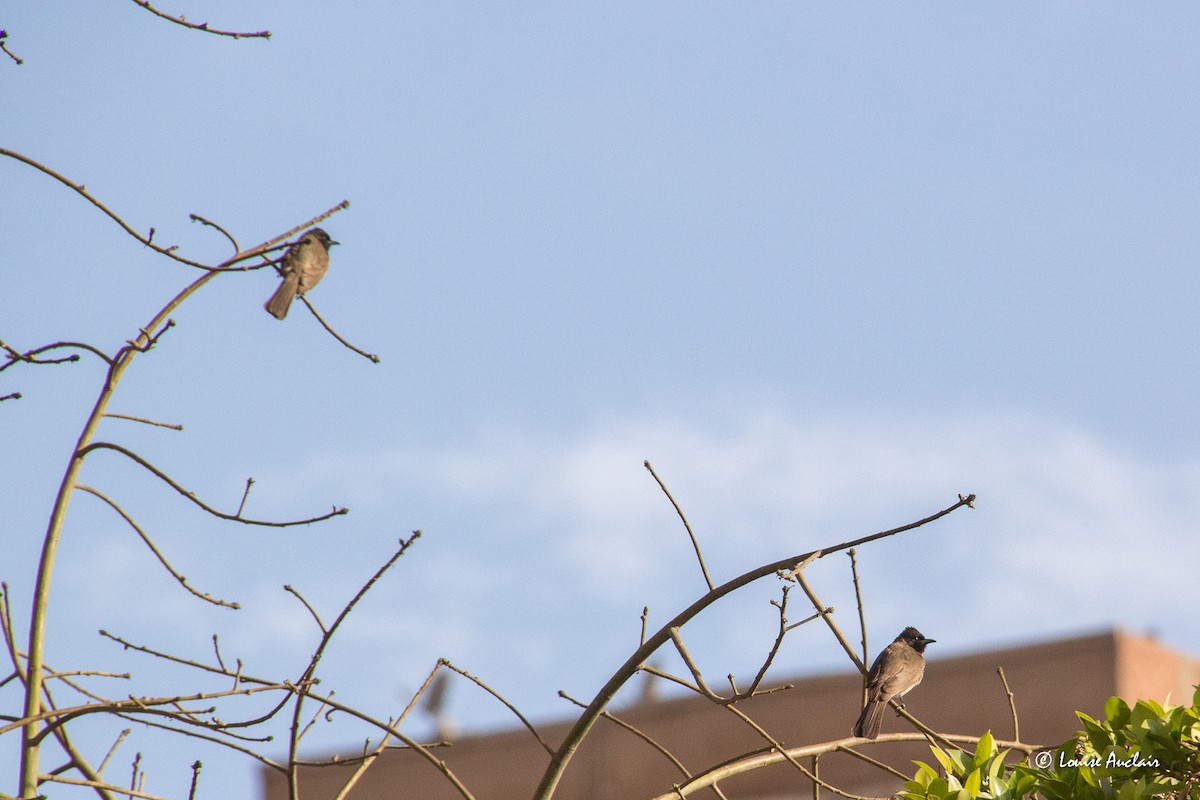 bulbul zahradní - ML637705523