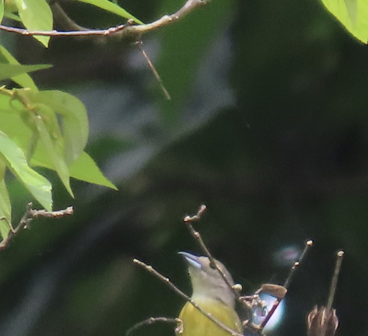 White-shouldered Tanager - ML637705551