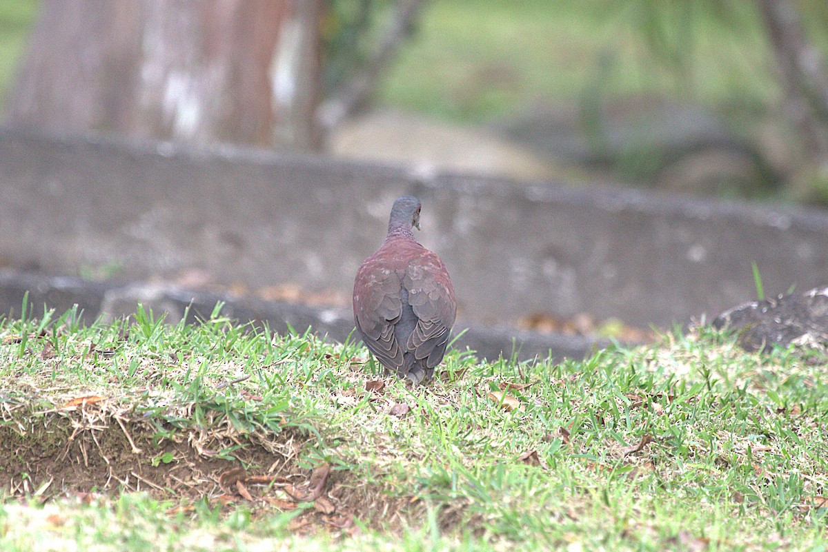 Malagasy Turtle-Dove - ML637705575