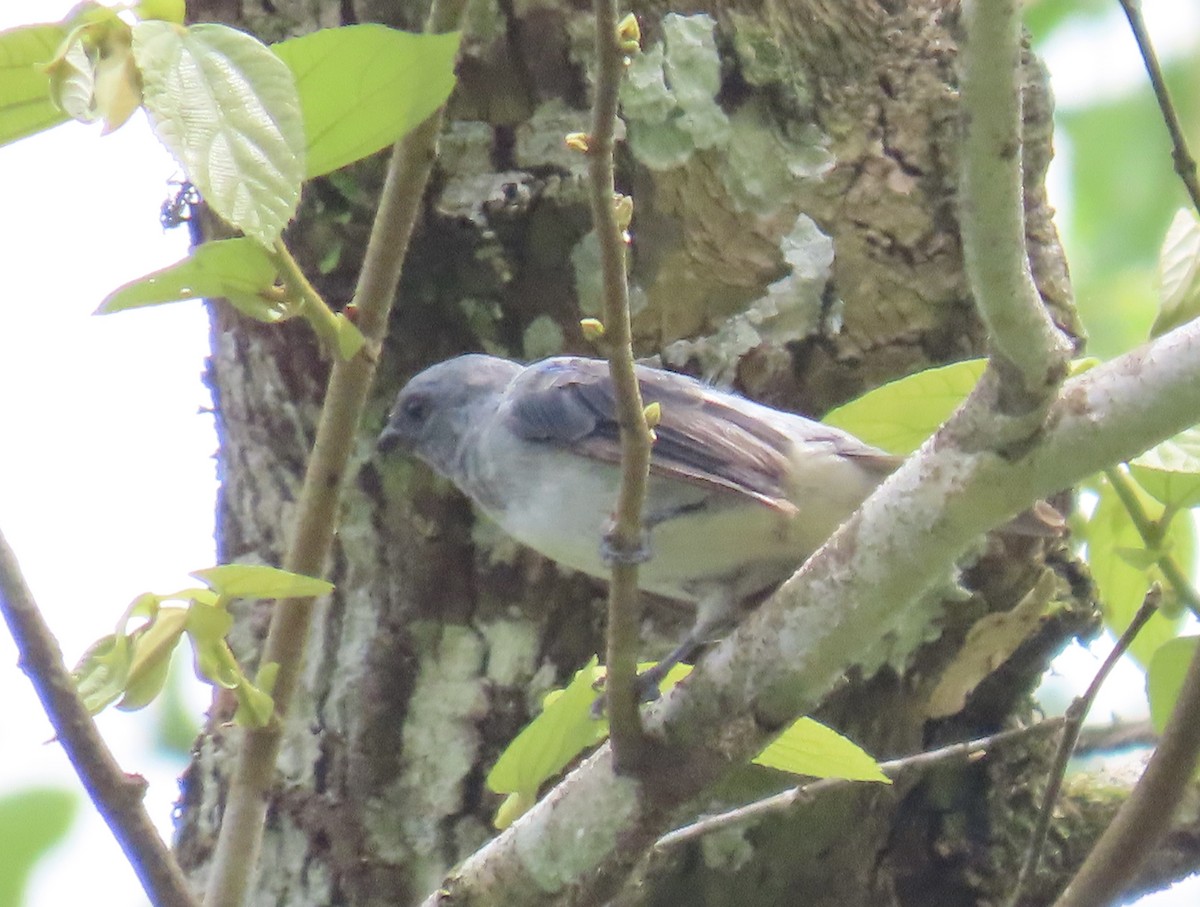 Plain-colored Tanager - ML637705577