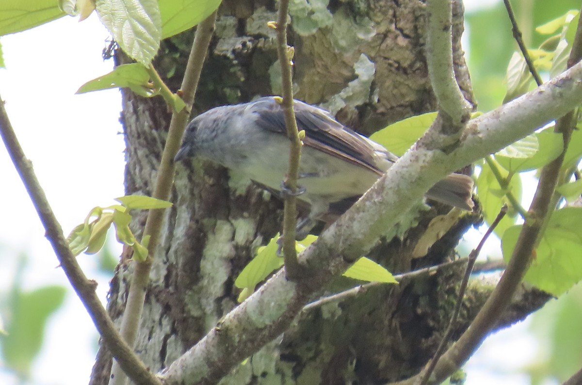 Plain-colored Tanager - ML637705578