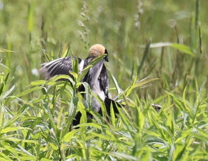 Bobolink - ML637705584