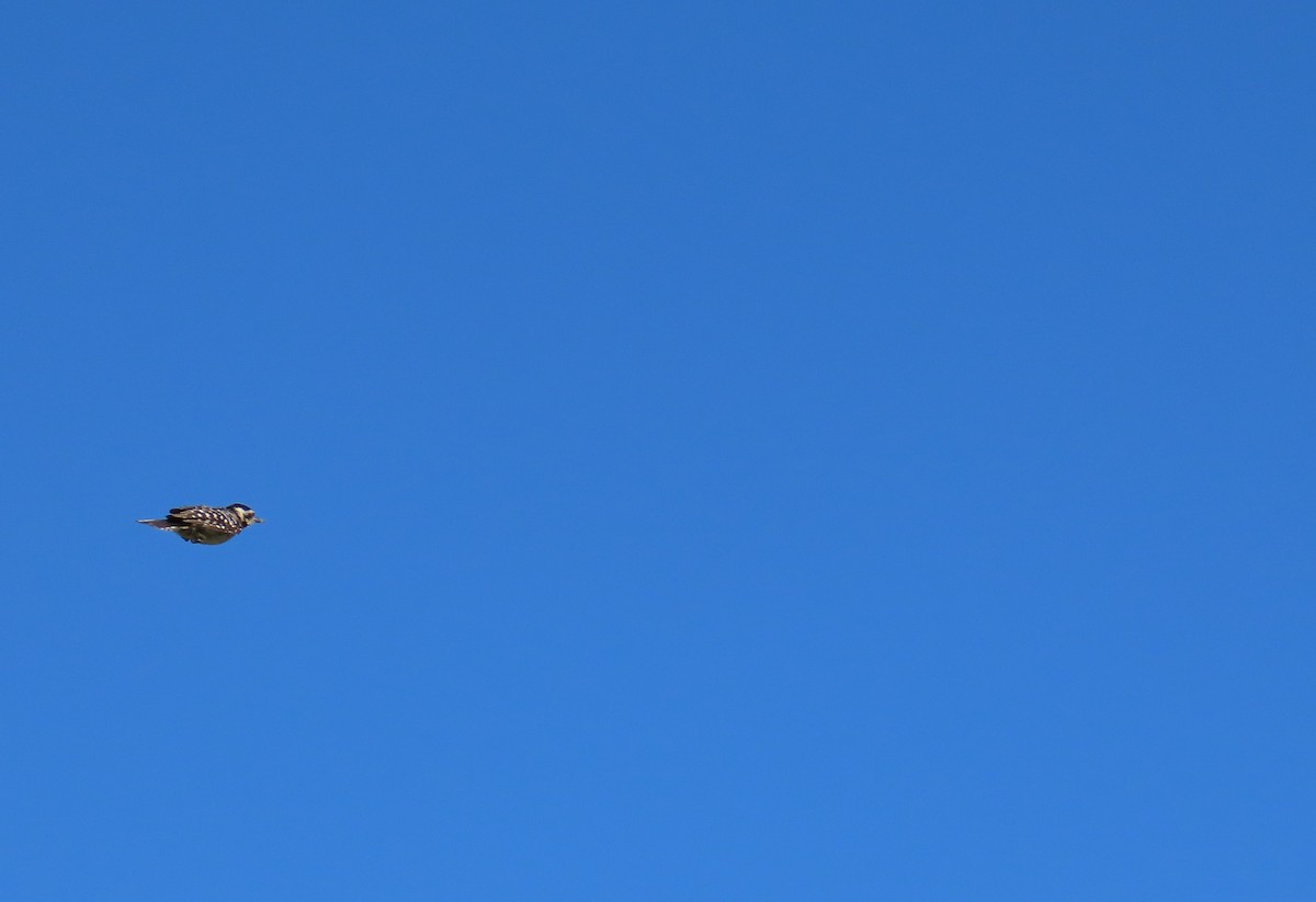 Ladder-backed Woodpecker - ML637705597