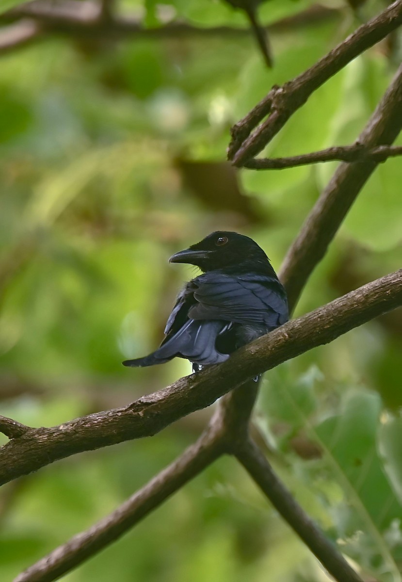 Crow-billed Drongo - ML637705606