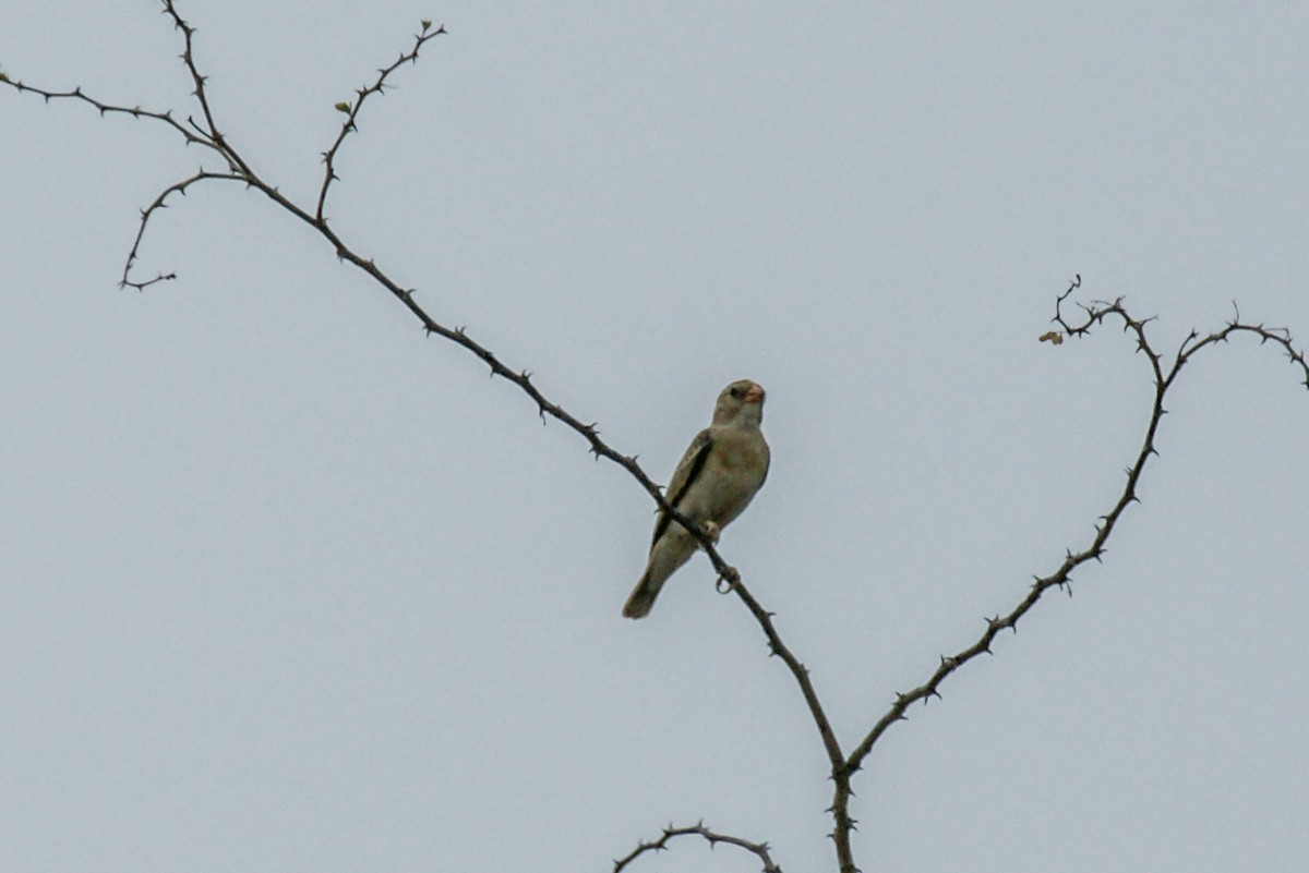 Shaft-tailed Whydah - ML637705624