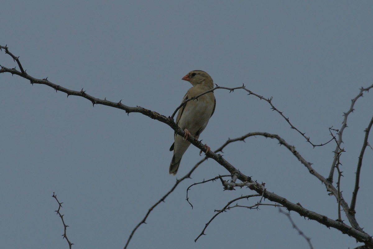 Shaft-tailed Whydah - ML637705625