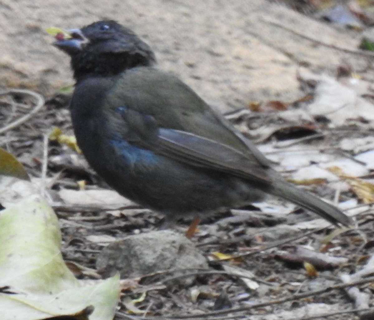 Black-faced Grassquit - ML637705632