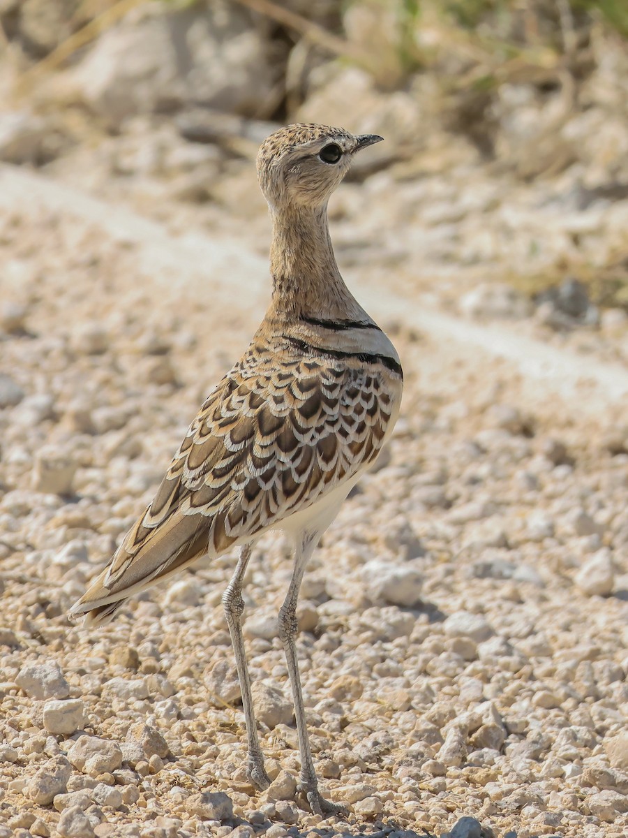 Double-banded Courser - ML637705665