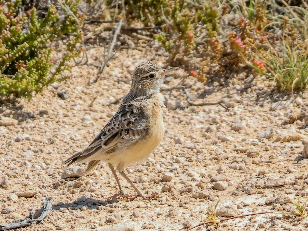Spike-heeled Lark - ML637705677
