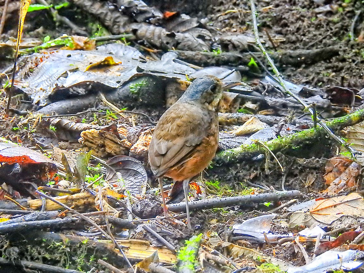 Moustached Antpitta - ML637705712