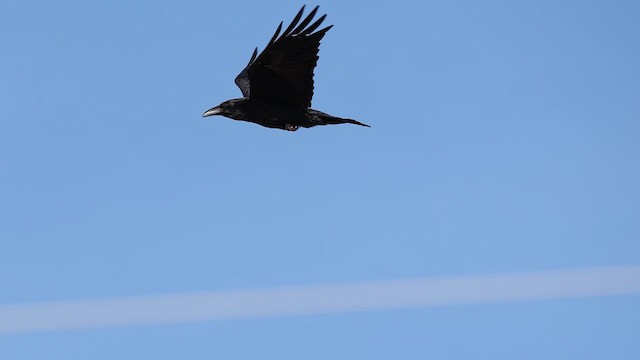 Common Raven - ML637705713