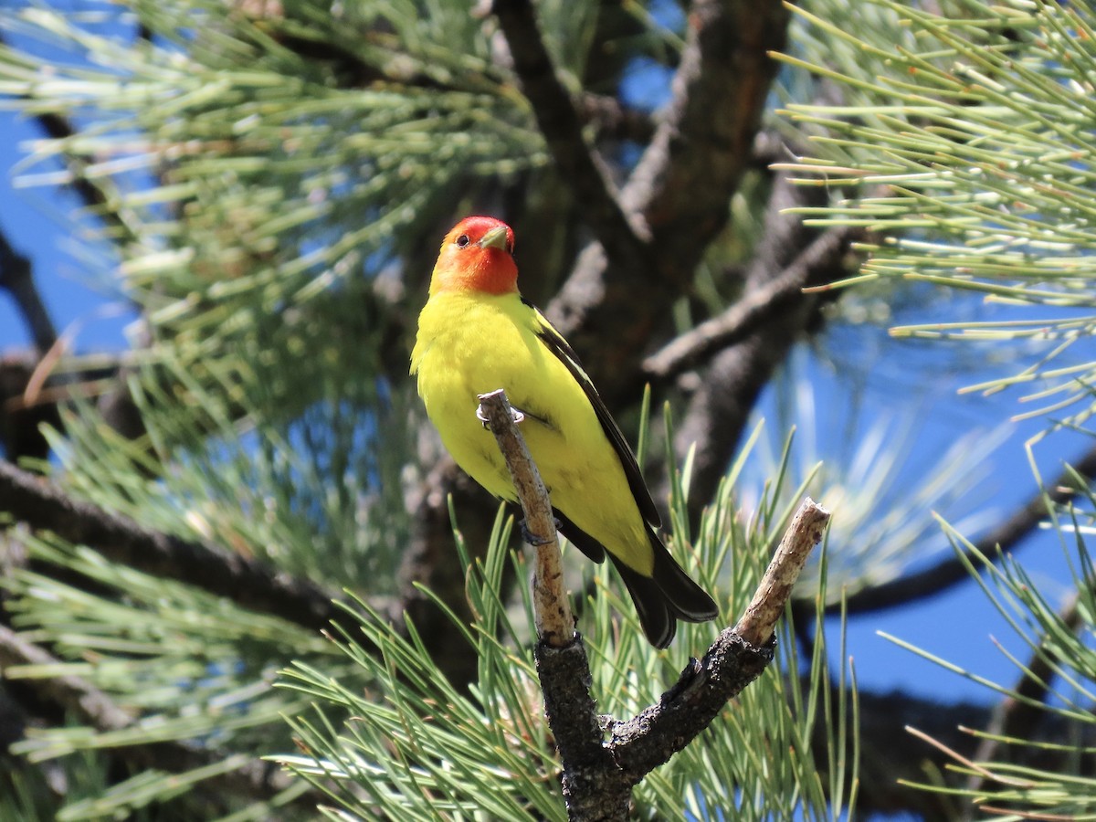 Western Tanager - ML637705723