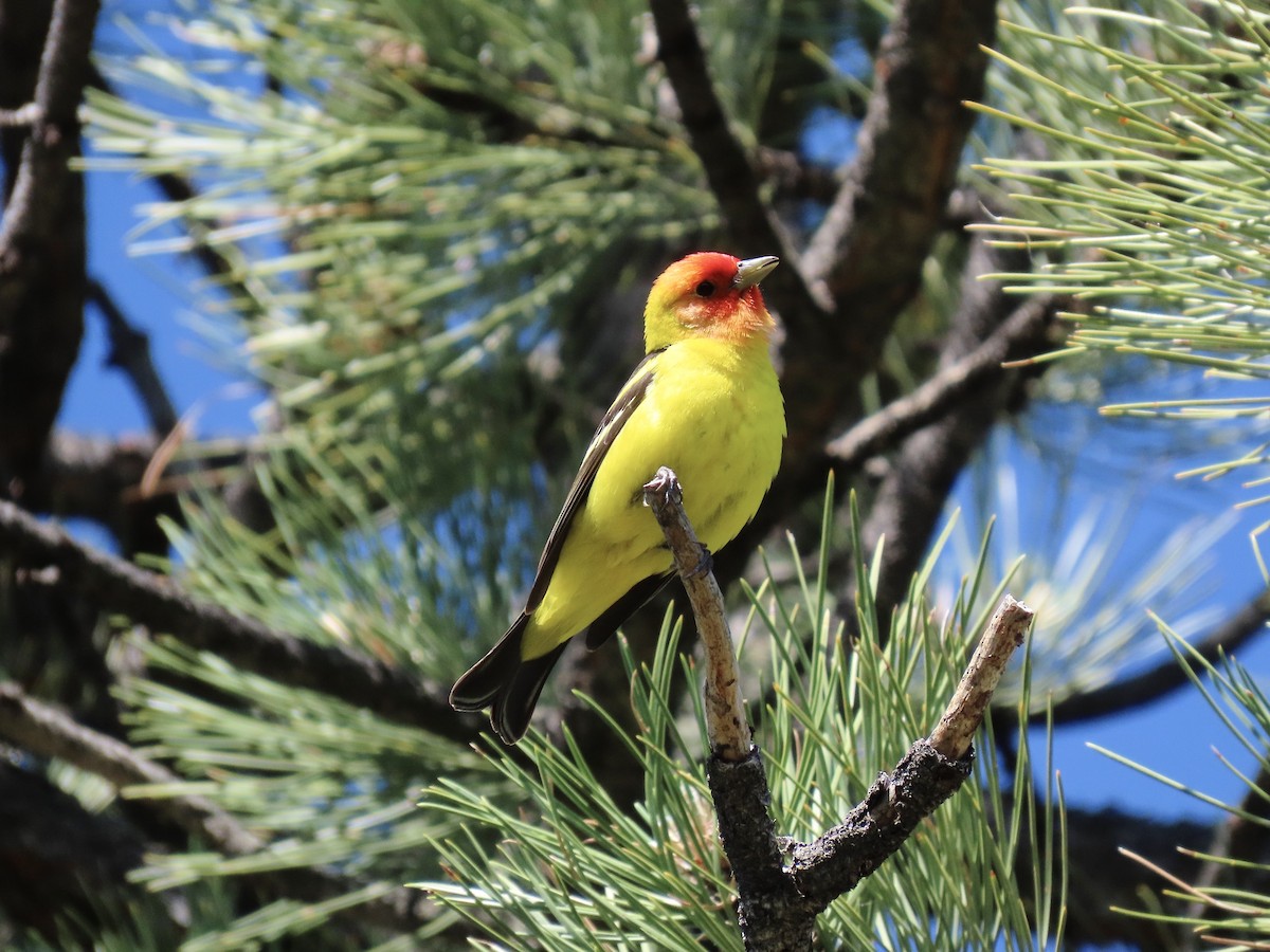 Western Tanager - ML637705724