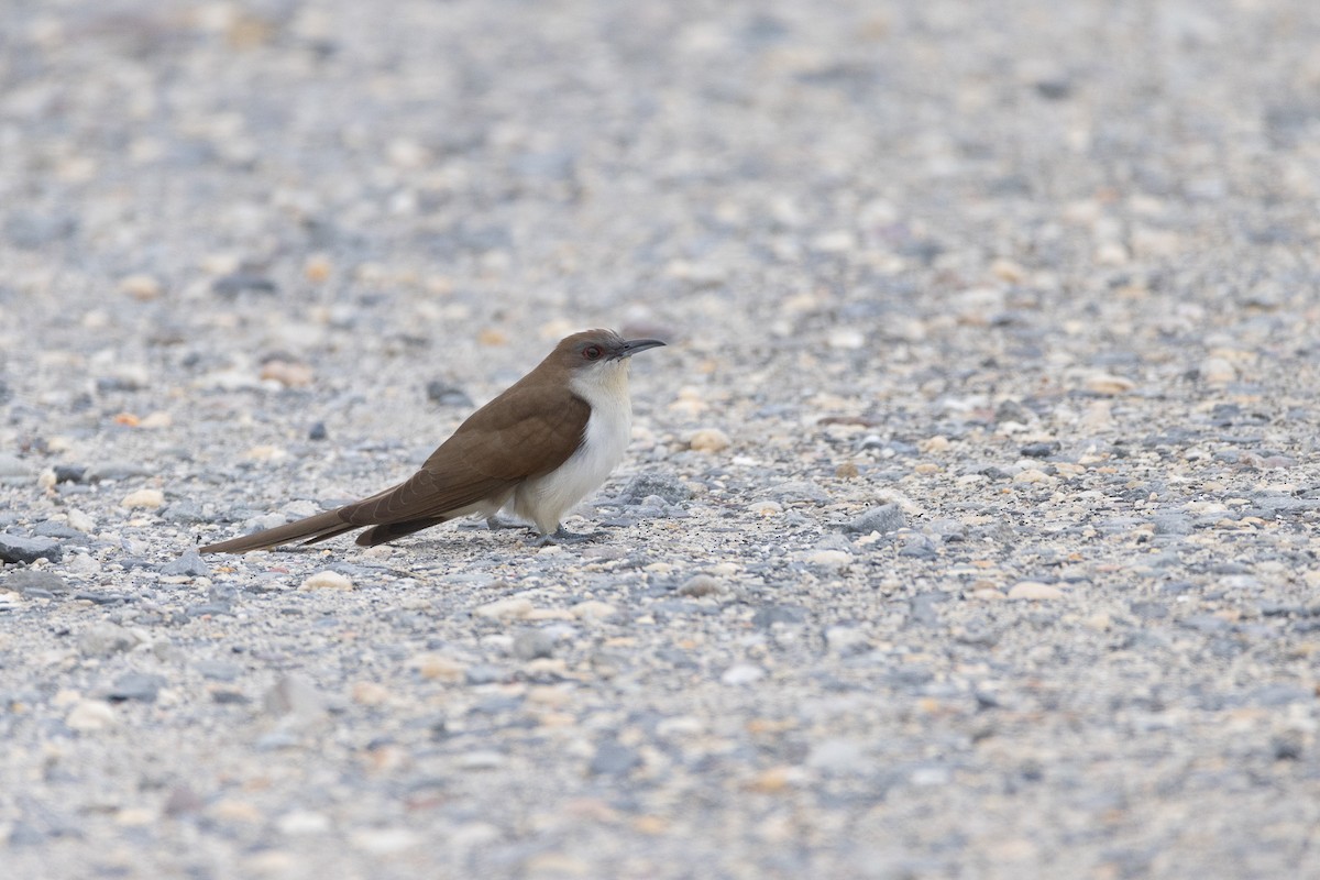 Black-billed Cuckoo - ML637705729