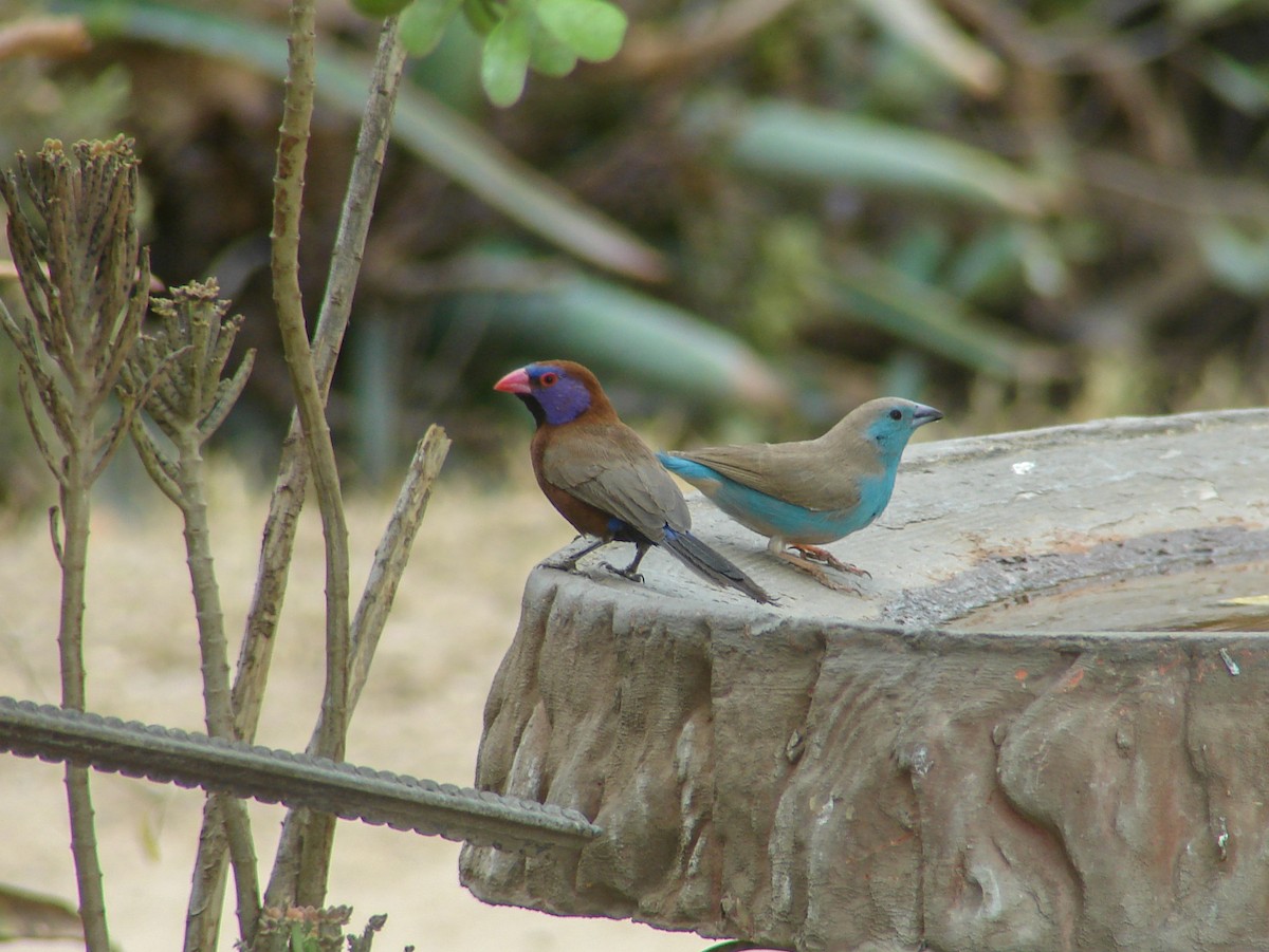 Violet-eared Waxbill - ML637705731