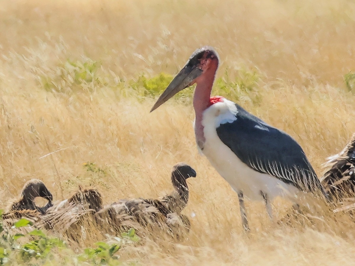 Marabou Stork - ML637705740