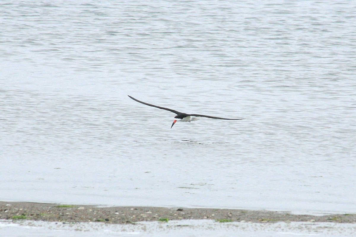 Black Skimmer - ML637705741