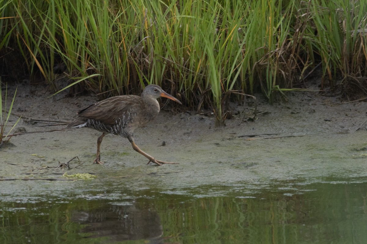 Clapper Rail - ML637705744