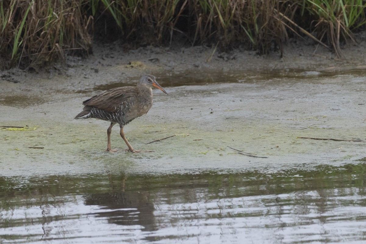 Clapper Rail - ML637705745