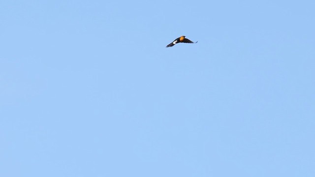 Yellow-headed Blackbird - ML637705746