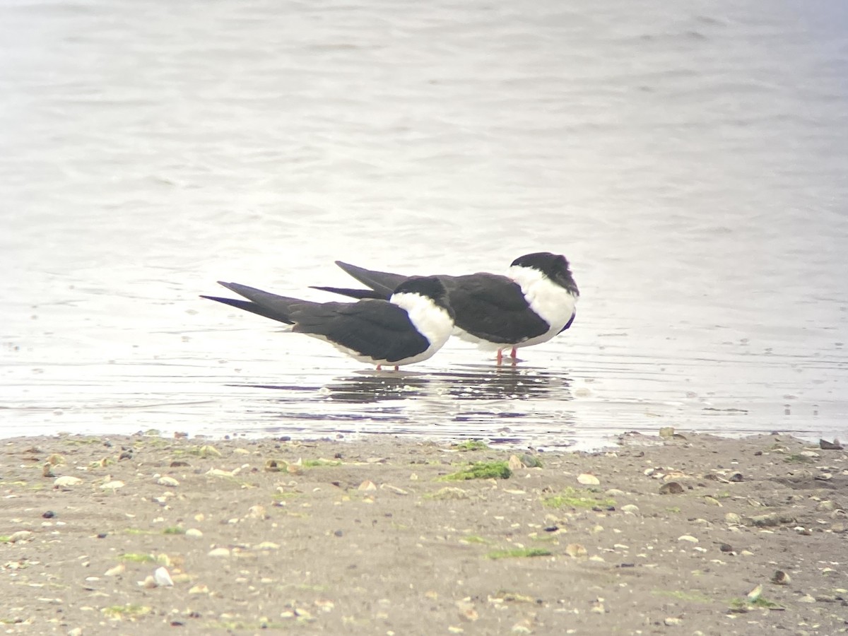 Black Skimmer - ML637705747