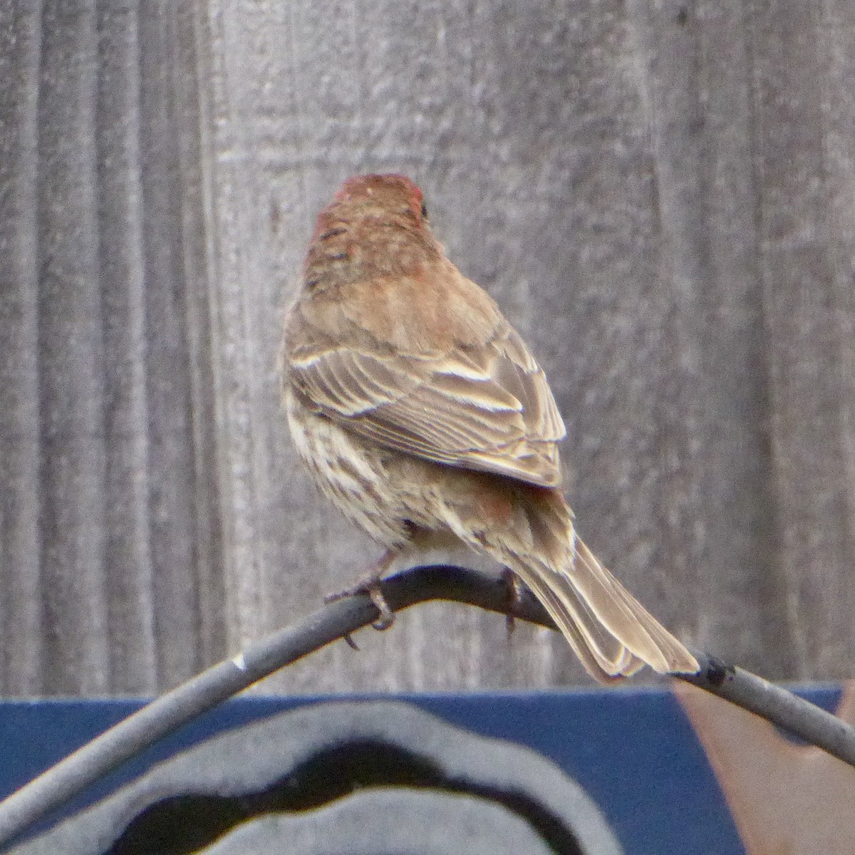 House Finch - ML637705748