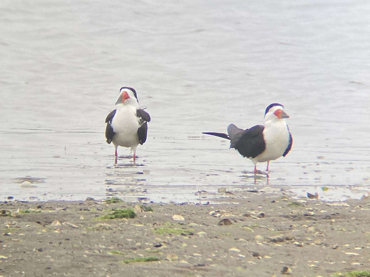 Black Skimmer - ML637705750