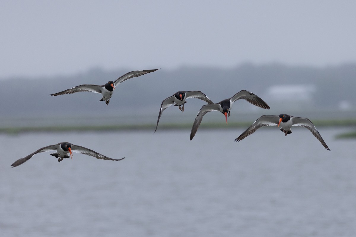 American Oystercatcher - ML637705751