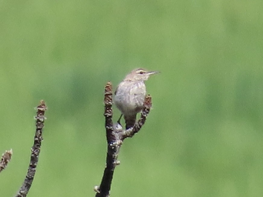 Rock Wren - ML637705752