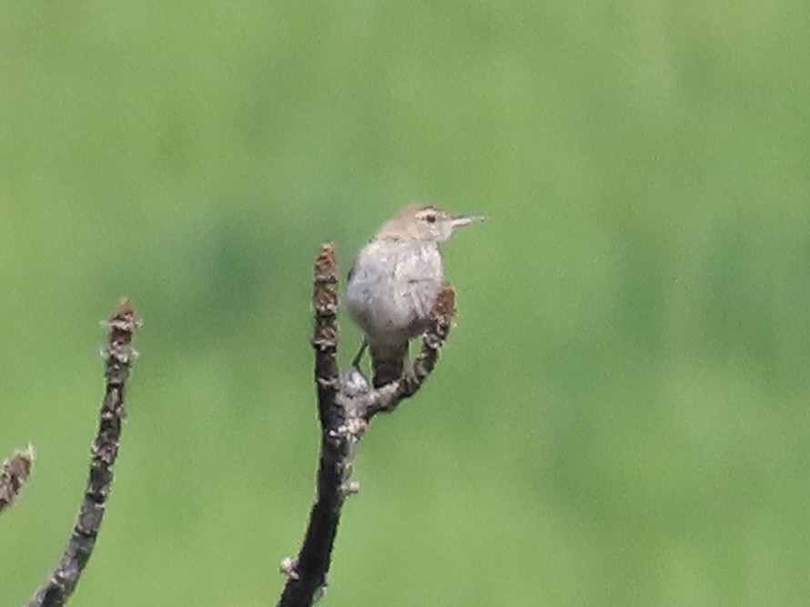 Rock Wren - ML637705753