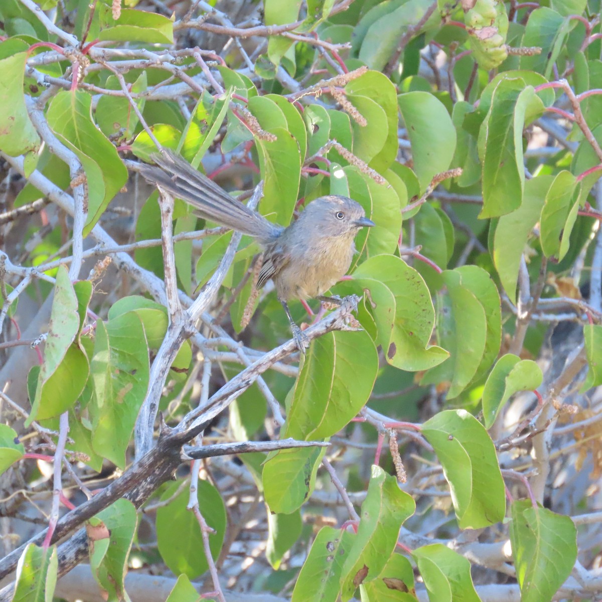 Wrentit - ML637705757