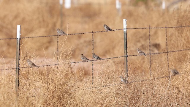 Lark Bunting - ML637705758