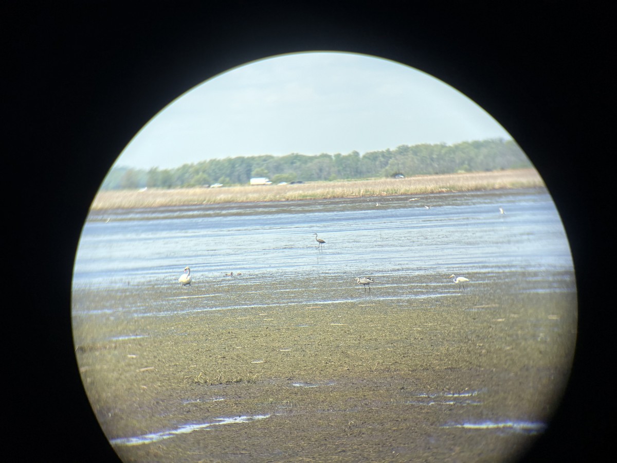 Great Blue Heron - ML637705760