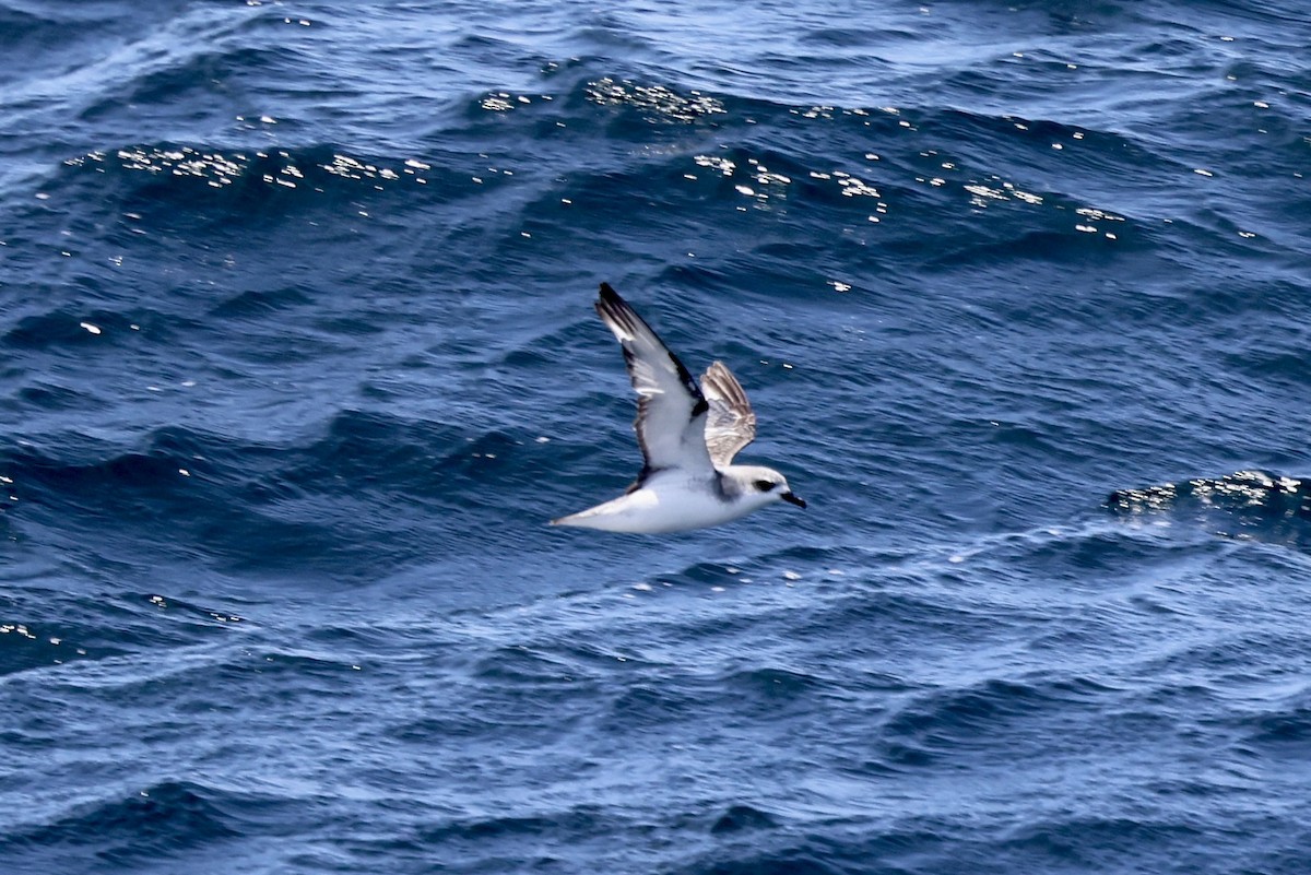 Cook's Petrel - ML637705764