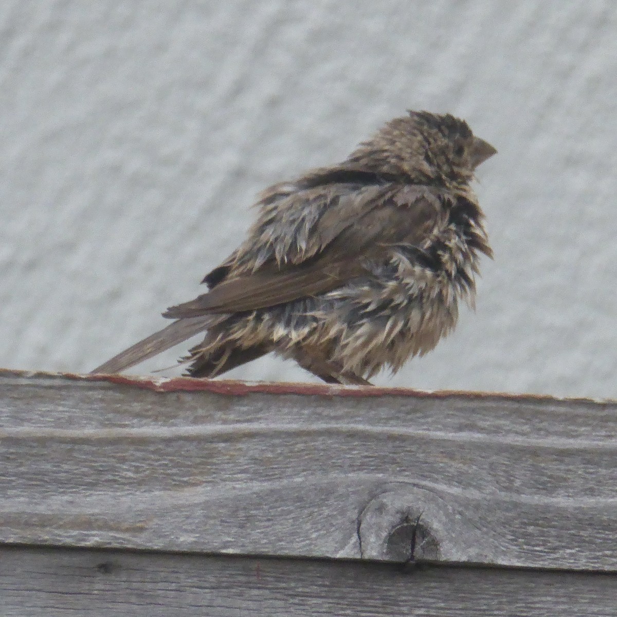 House Finch - ML637705765
