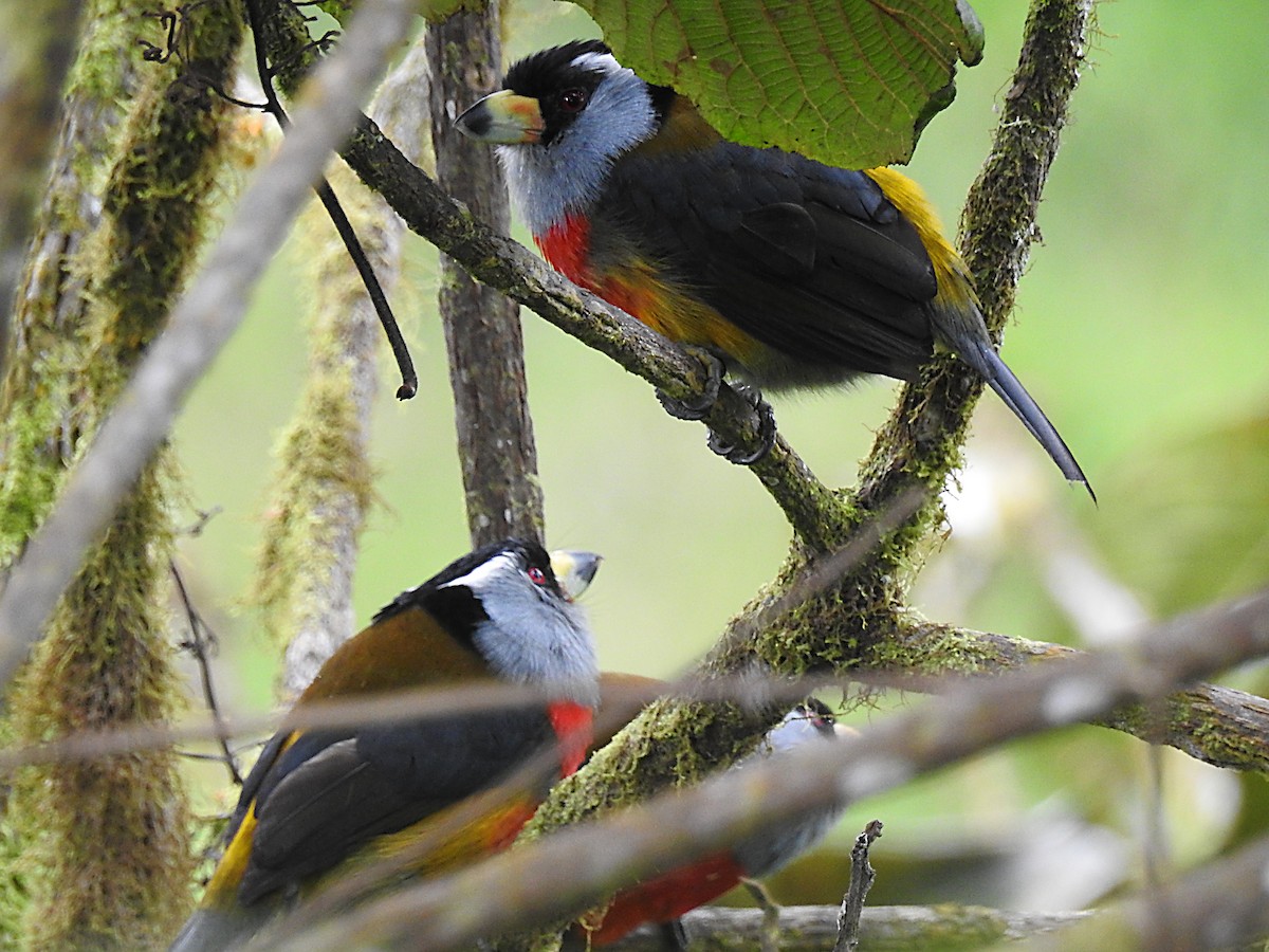 Toucan Barbet - ML637705767