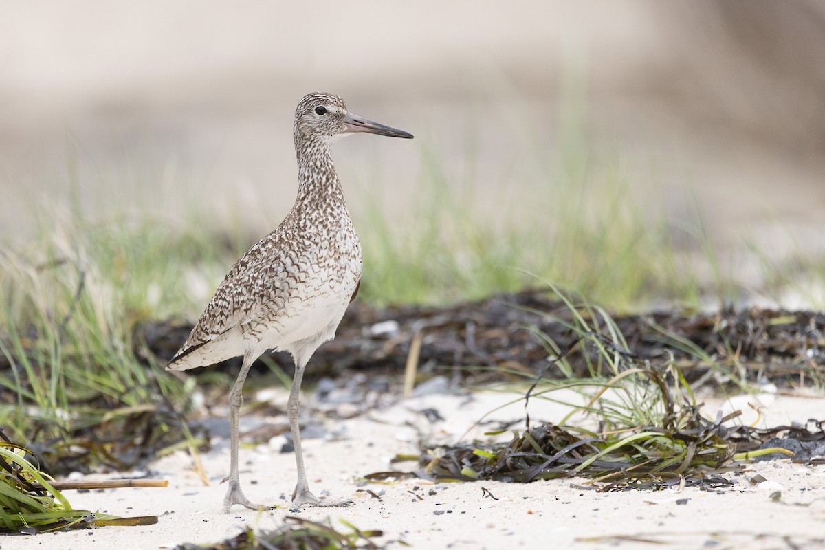 Willet - ML637705768