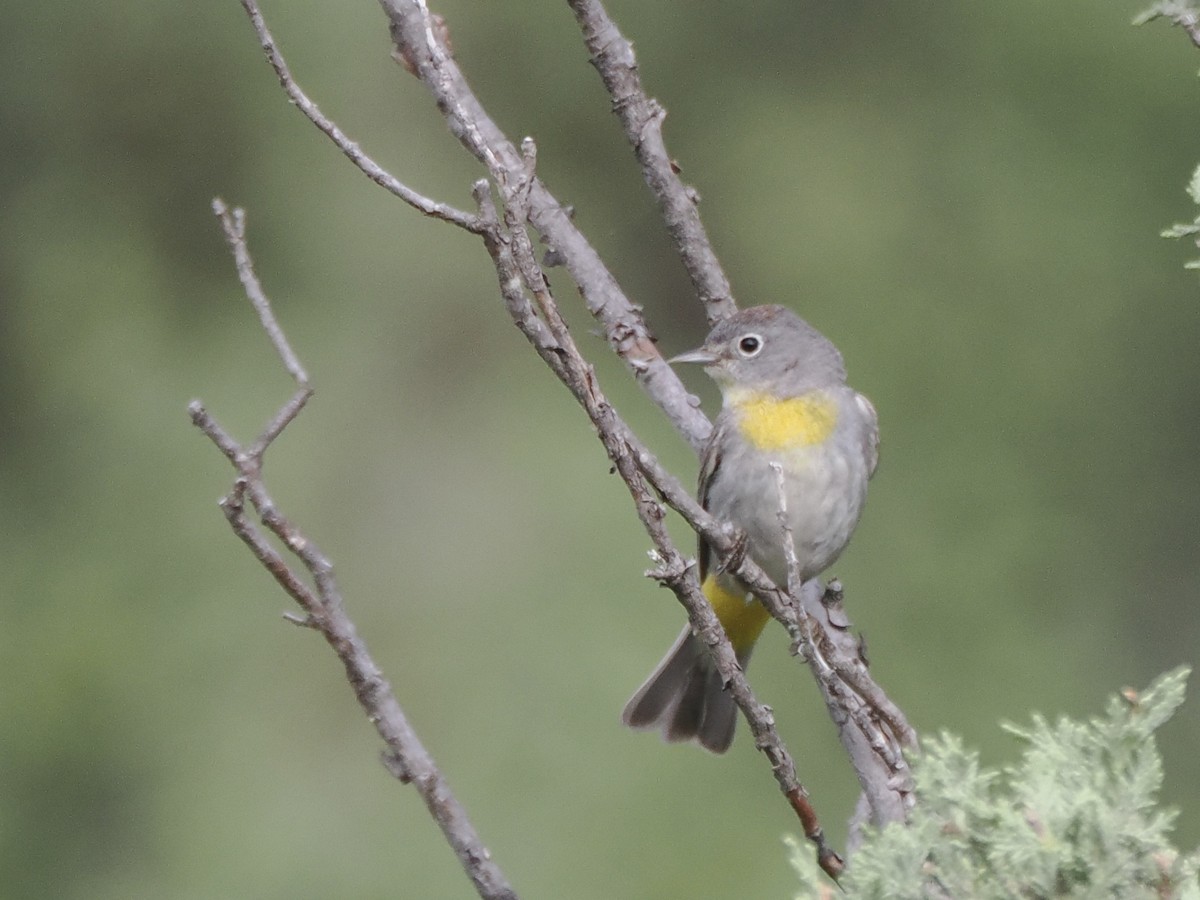 Virginia's Warbler - ML637705841