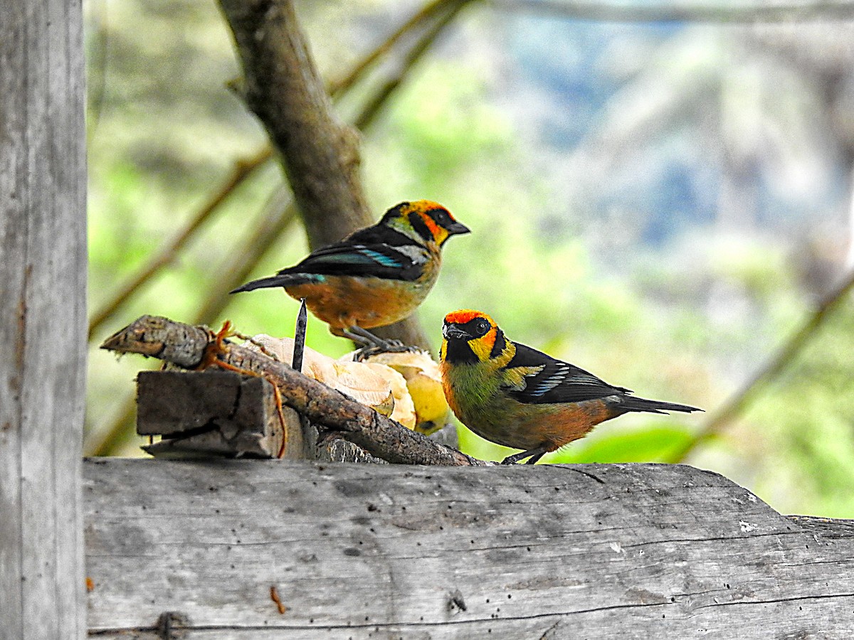 Flame-faced Tanager - ML637705849