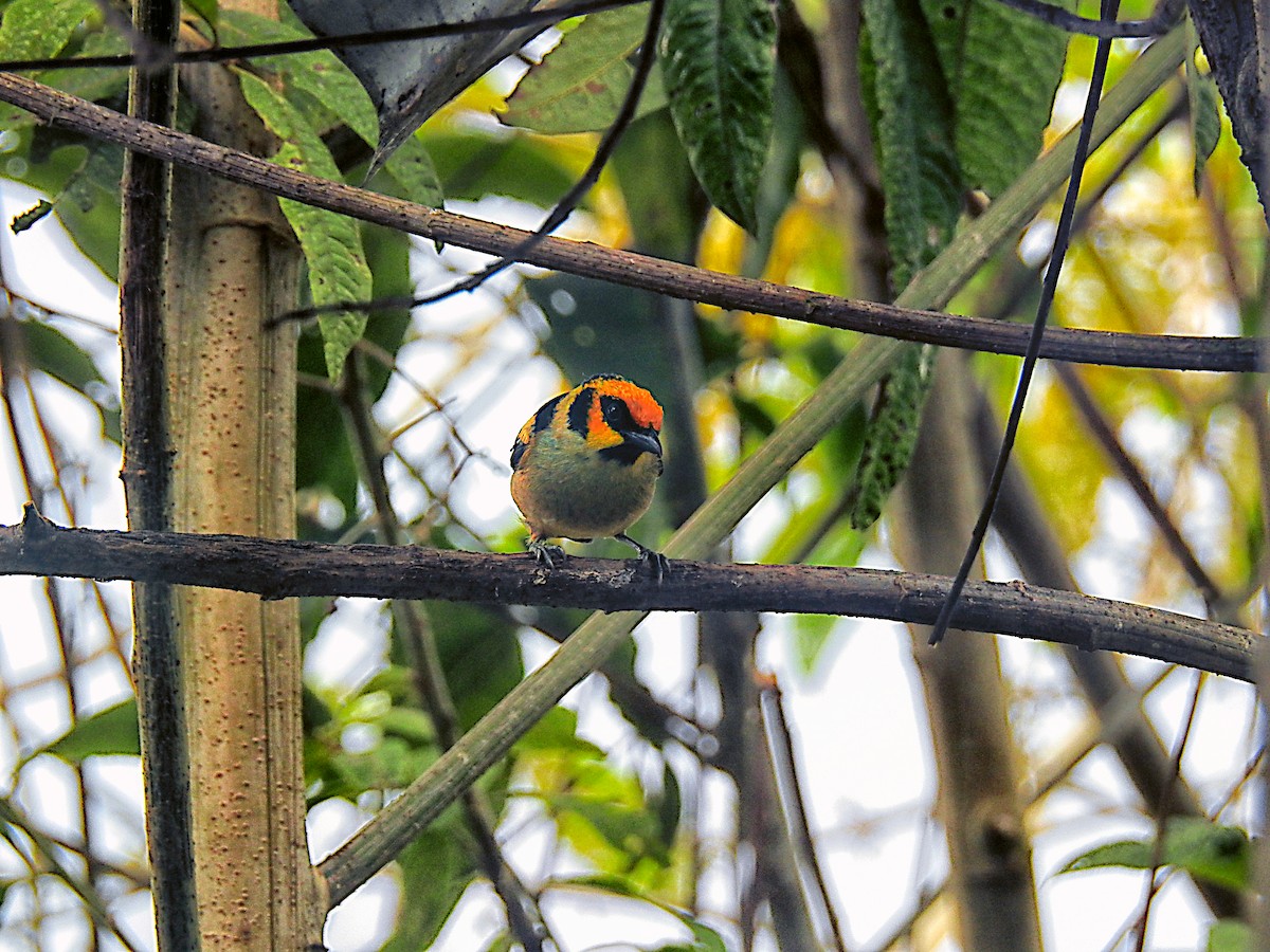 Flame-faced Tanager - ML637705862