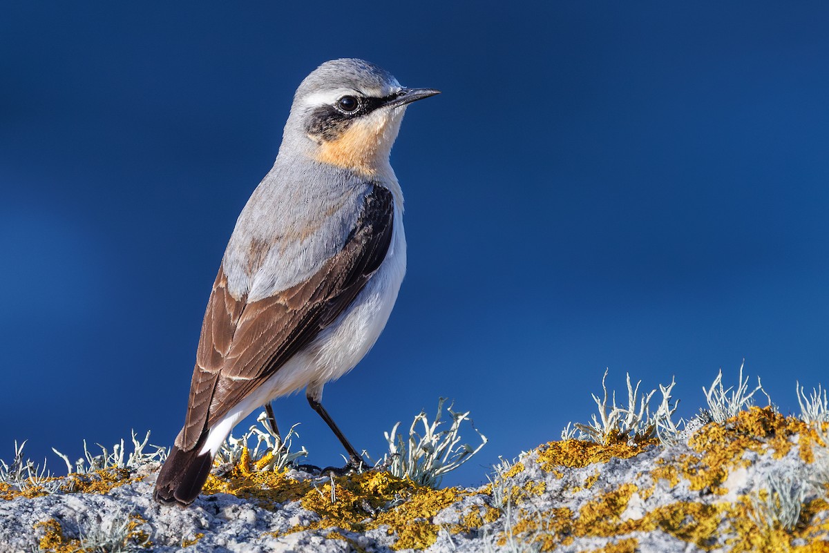 Northern Wheatear (Eurasian) - ML637705878